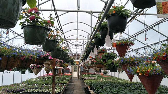 annual basket plants