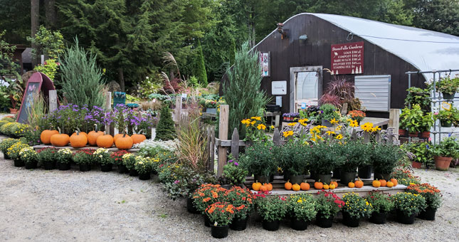 autumn garden display