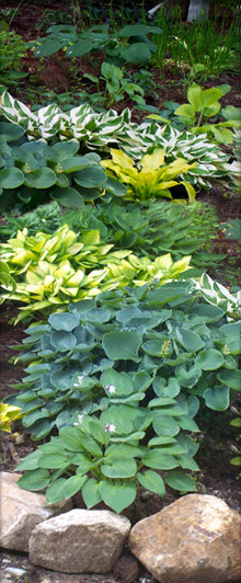 hostas