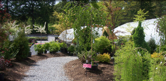 New Hampshire tree nursery